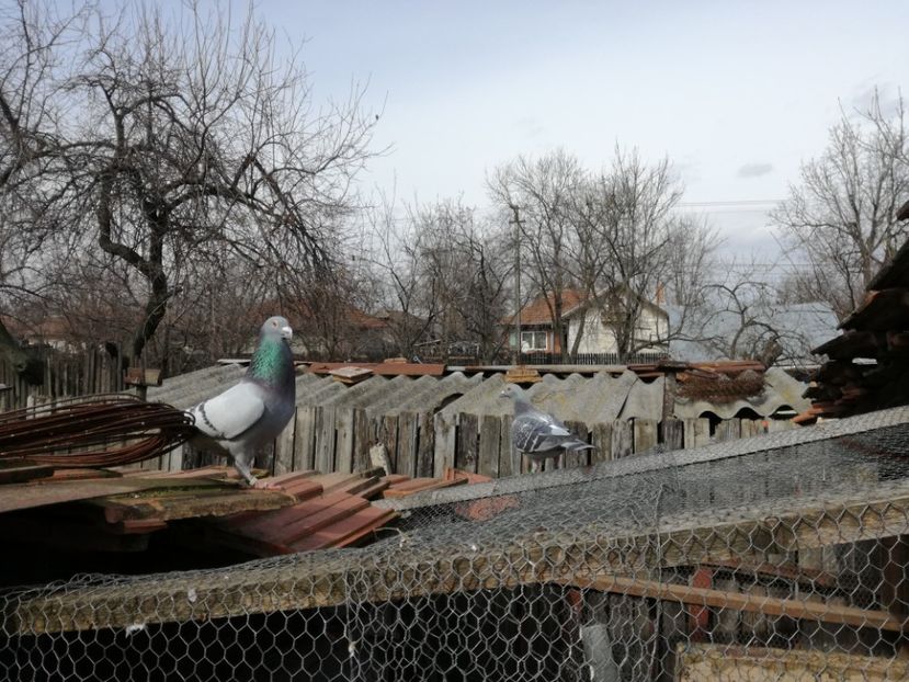  - 17-03-2018-Relaxare