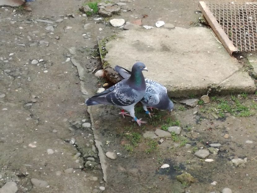  - 17-03-2018-Relaxare