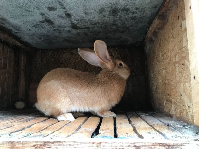 0DC26008-1F09-4DBC-A060-1759551751E7 - Mascul UGG1