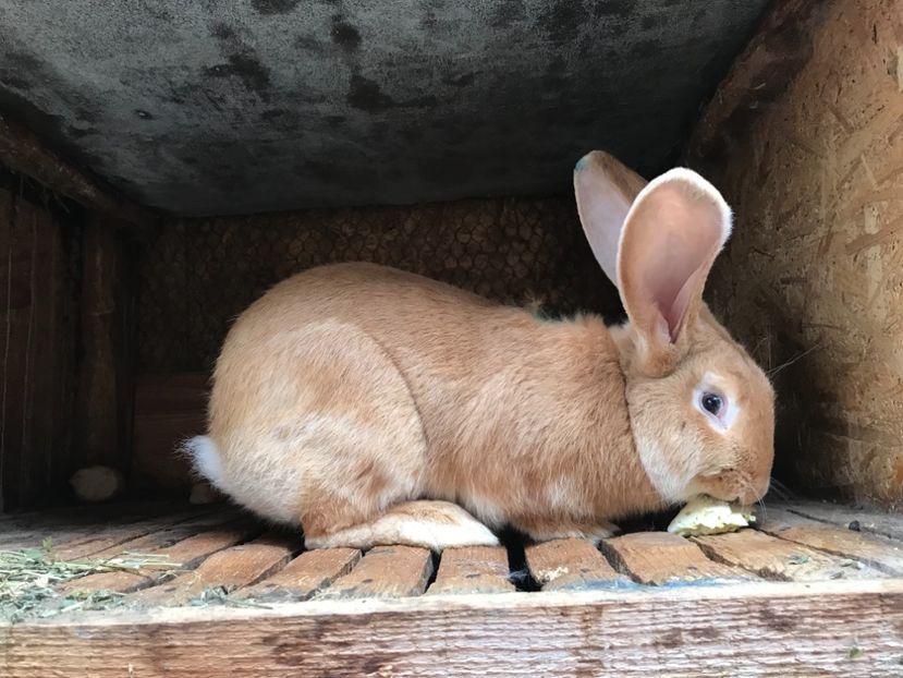 46124698-253B-480A-A445-D3C71088C09D - Mascul UGG1