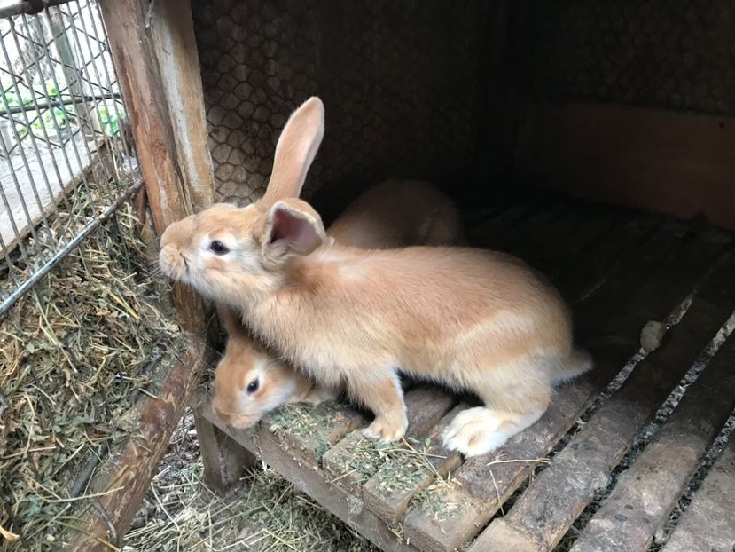 68B16D6E-0924-4C69-AD97-351F545E5F6C - Pui UGG