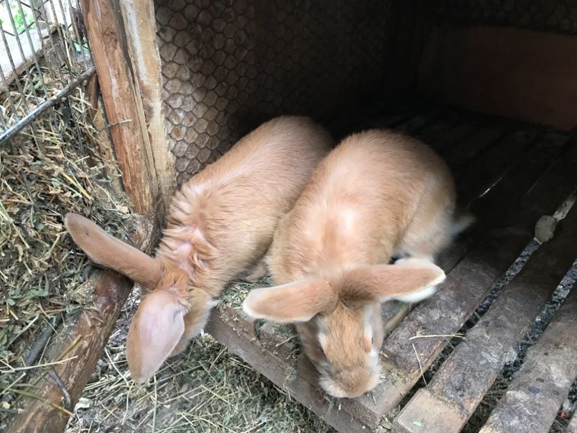 856B710E-83B5-4CEA-B09D-509B4DF5C8FD - Pui UGG