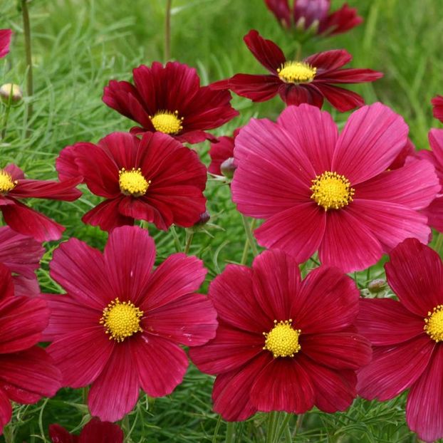 Cosmos Bipinnatus Rubinato - 11,5 lei - SEMINTE DE FLORI MARTIE 2018