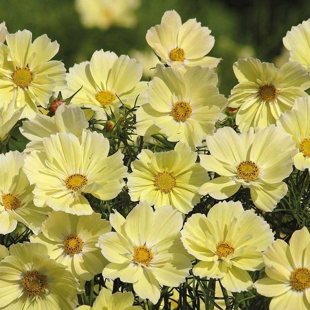 Cosmos Bipinnatus Xanthos - 12,3 lei - SEMINTE DE FLORI MARTIE 2018