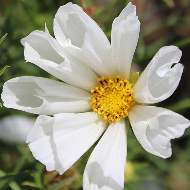 Cosmos Hummingbird White - 13,2 lei - SEMINTE DE FLORI MARTIE 2018