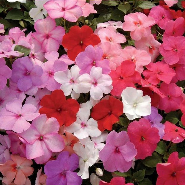 Impatiens Carnival Mix F1 - 11,9 lei - SEMINTE DE FLORI MARTIE 2018