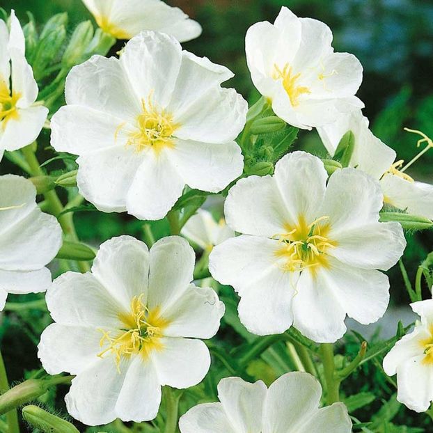 Oenothera Palida Innocence - 10,3 lei - SEMINTE DE FLORI MARTIE 2018