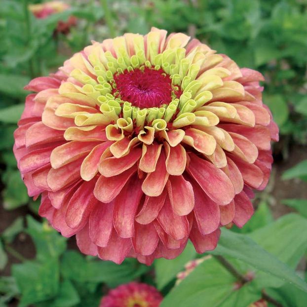 Zinnia Queen Lime Red - 12,1 lei - SEMINTE DE FLORI MARTIE 2018