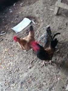  - gainile mele iopan