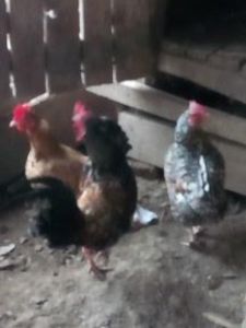  - gainile mele iopan