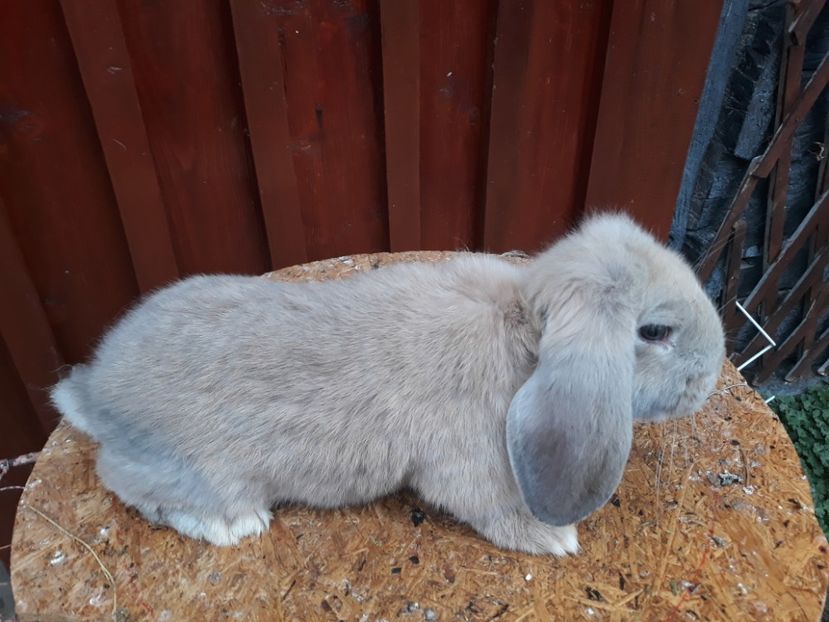  - Mascul mignon-arhiva