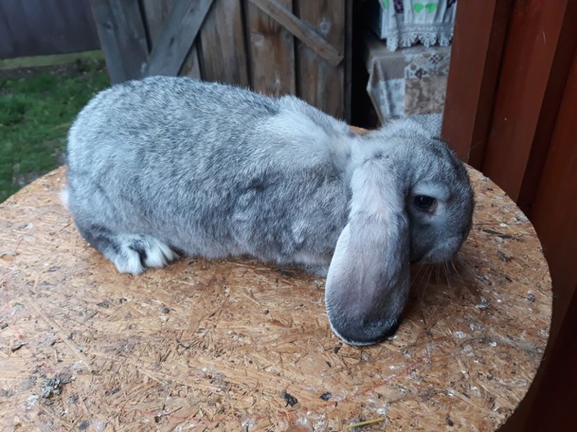  - 3 Femela chinchila