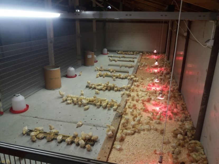  - 2018-Hala crescut pui