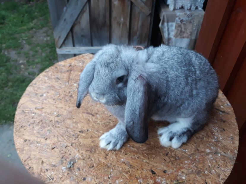  - 3 Femela chinchila