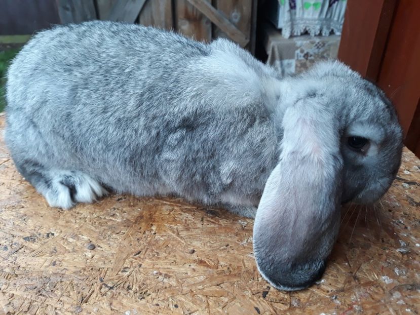  - 3 Femela chinchila