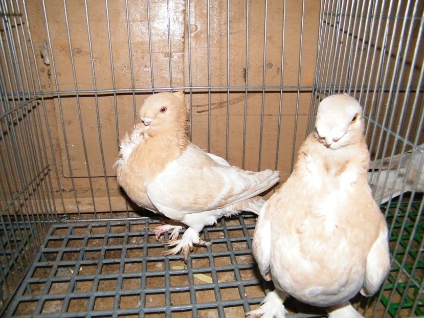  - vanzare blondineti blueti