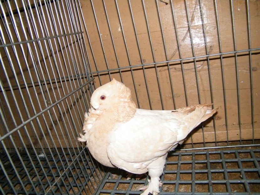  - vanzare blondineti blueti