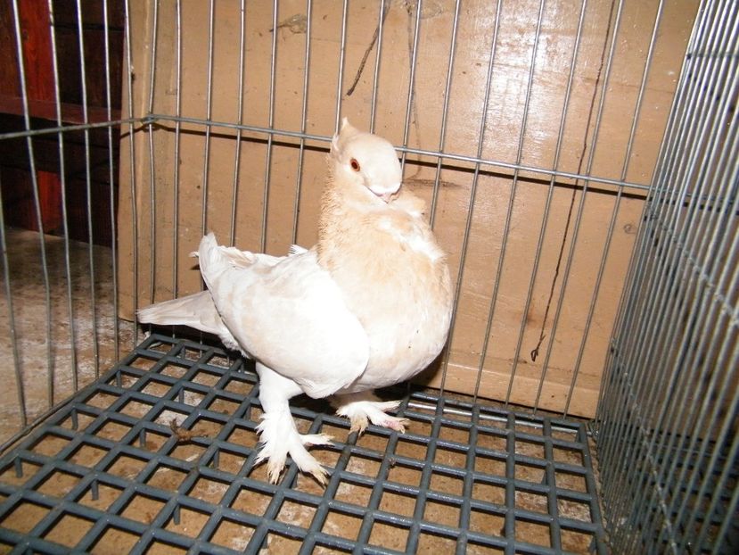  - vanzare blondineti blueti