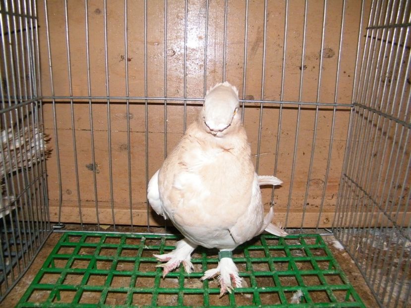  - vanzare blondineti blueti