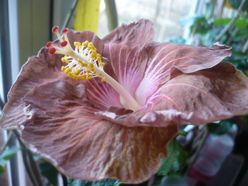 P1360369 - HIBISCUSI 2018-1