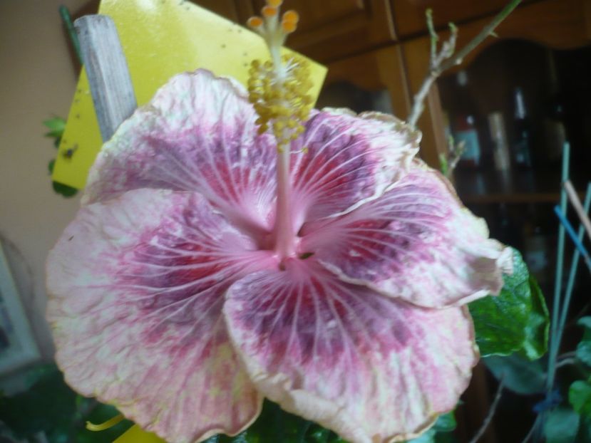 P1360371 - HIBISCUSI 2018-1