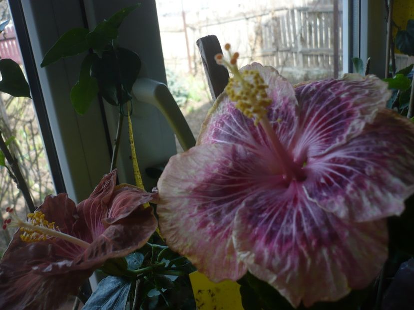 P1360372 - HIBISCUSI 2018-1