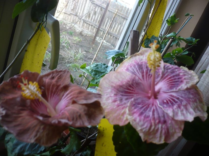 P1360373 - HIBISCUSI 2018-1