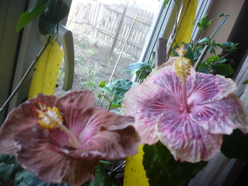 P1360374 - HIBISCUSI 2018-1