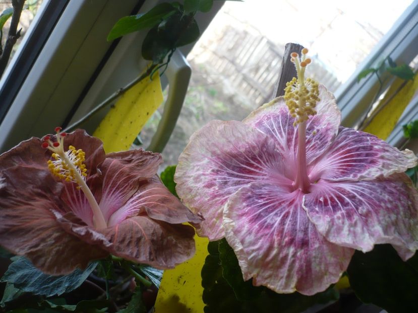 P1360378 - HIBISCUSI 2018-1