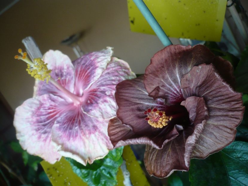 P1360379 - HIBISCUSI 2018-1