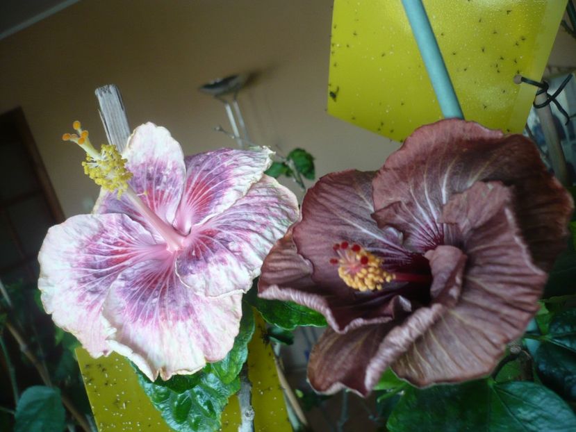 P1360380 - HIBISCUSI 2018-1