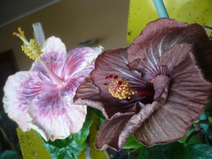 P1360381 - HIBISCUSI 2018-1