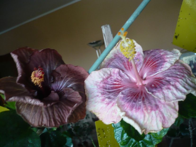 P1360382 - HIBISCUSI 2018-1