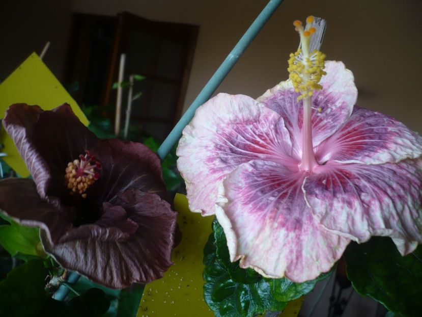 P1360383 - HIBISCUSI 2018-1