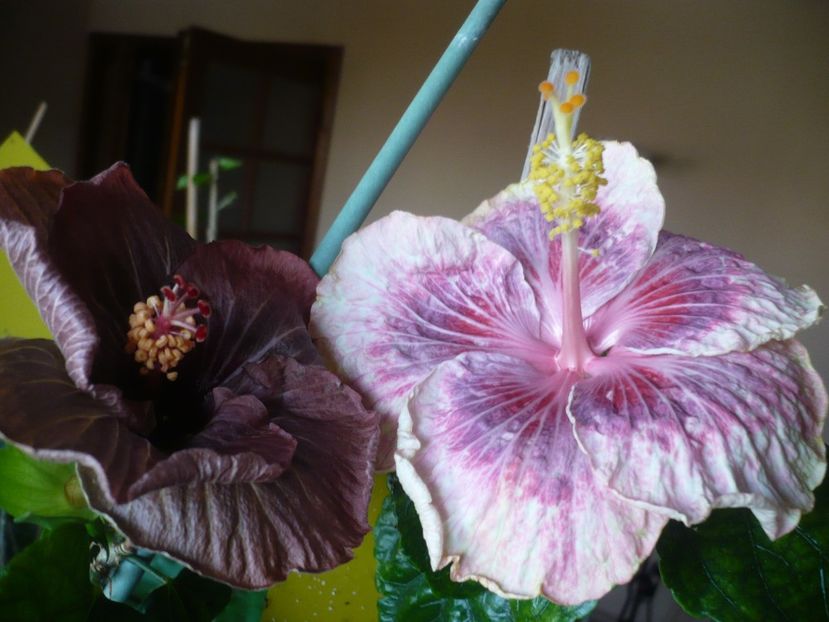 P1360384 - HIBISCUSI 2018-1