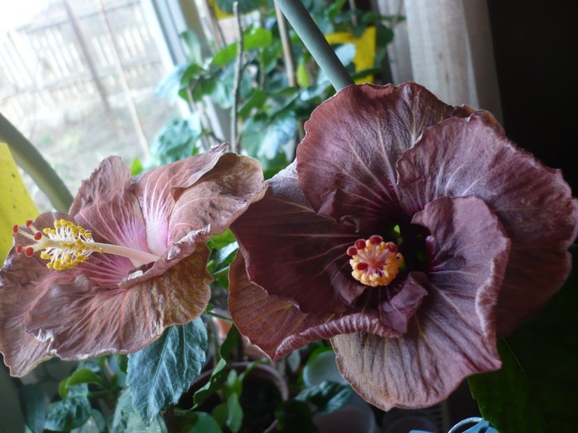 P1360386 - HIBISCUSI 2018-1