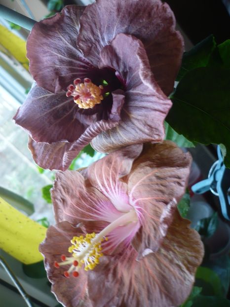 P1360387 - HIBISCUSI 2018-1