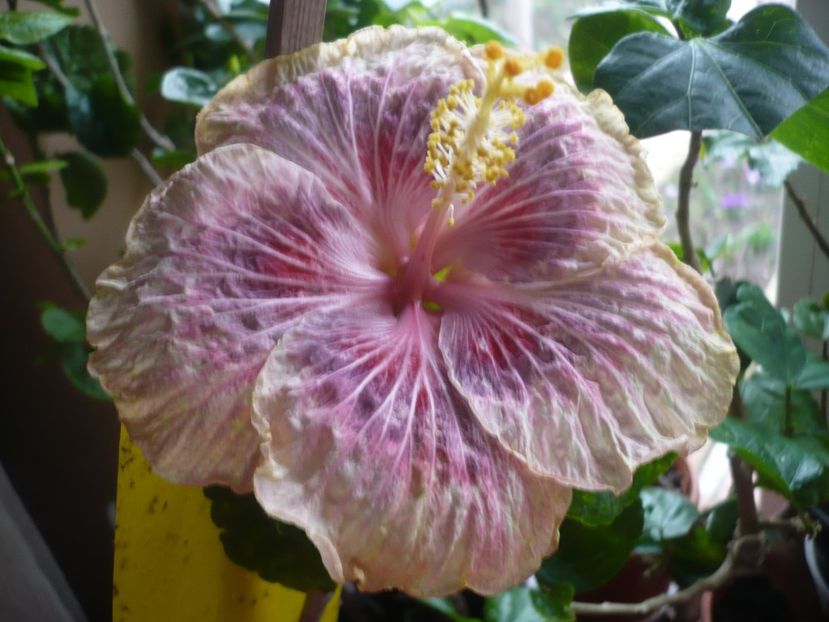 P1360389 - HIBISCUSI 2018-1