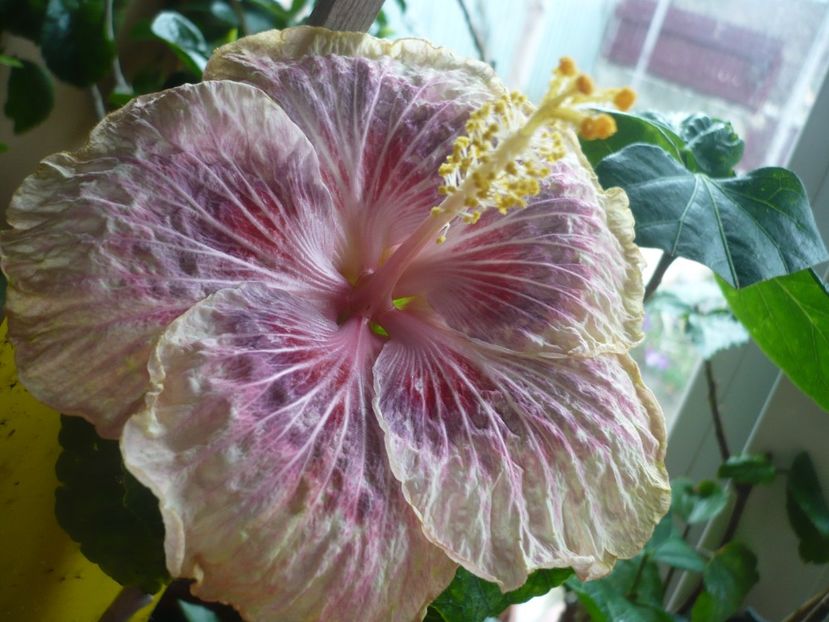 P1360390 - HIBISCUSI 2018-1