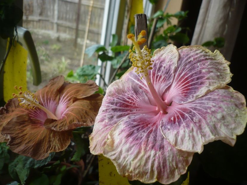 P1360392 - HIBISCUSI 2018-1