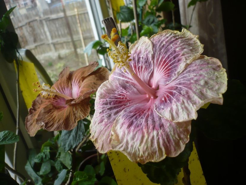 P1360393 - HIBISCUSI 2018-1