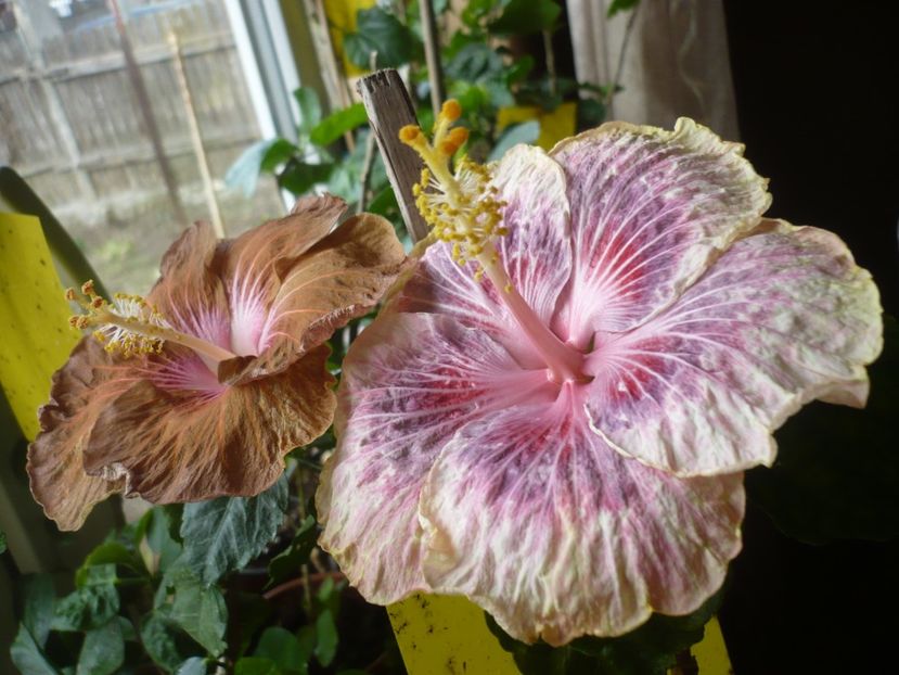 P1360394 - HIBISCUSI 2018-1