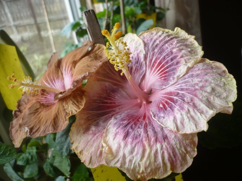 P1360395 - HIBISCUSI 2018-1