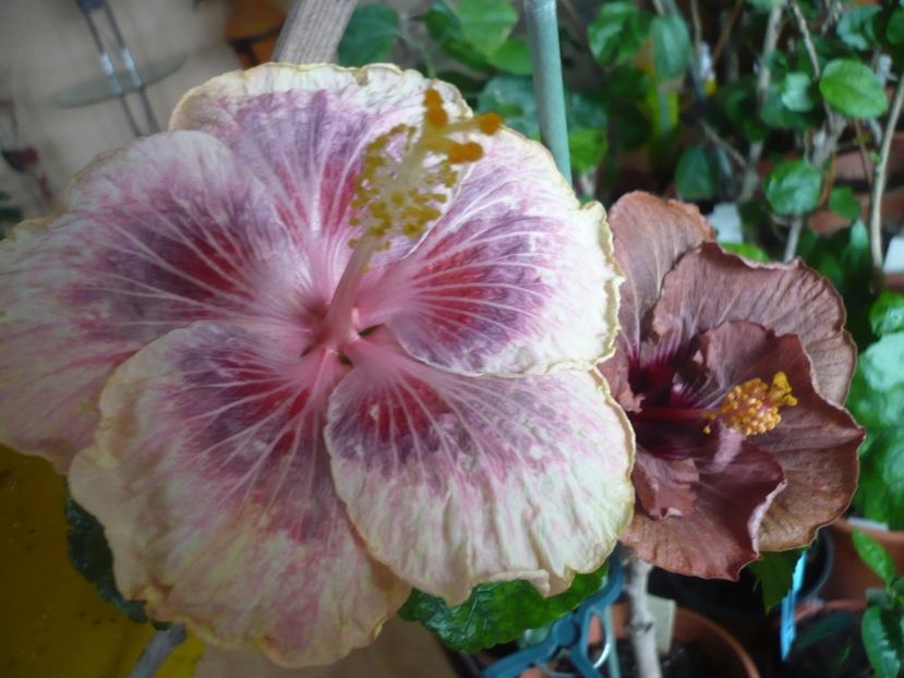 P1360396 - HIBISCUSI 2018-1