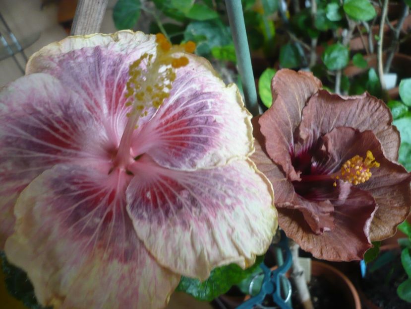 P1360399 - HIBISCUSI 2018-1