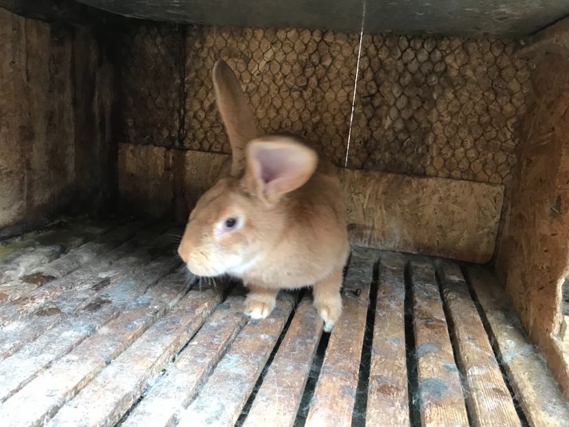 97070A58-7876-4FD6-9717-AEA8242A1F73 - Femela UGG1