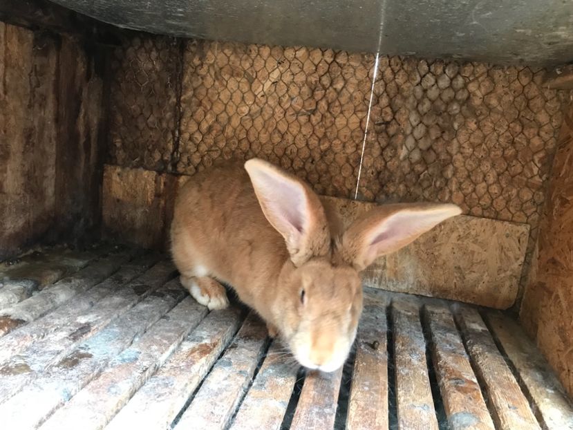 28C3B6A9-BE85-48E5-A90F-911FB4F82180 - Femela UGG1