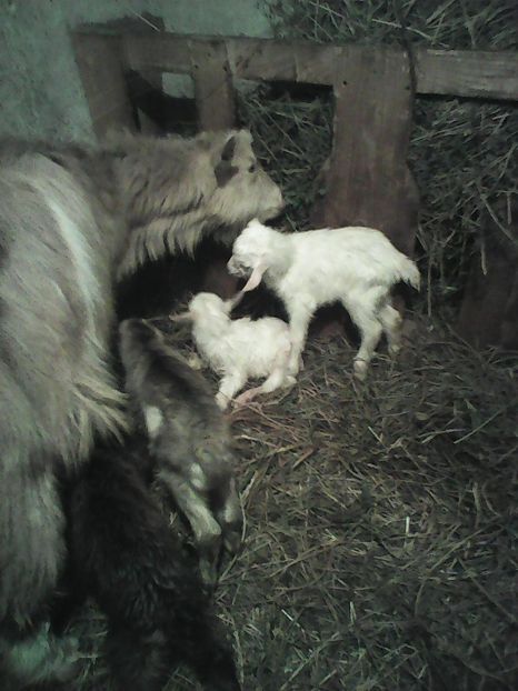 Photo1658 - 6CAFELUTA