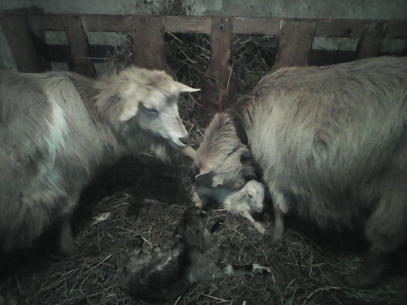 Photo1648 - 6CAFELUTA