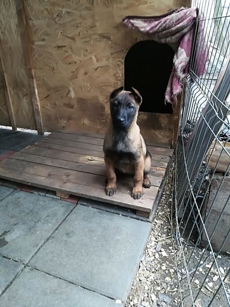  - CIOBANESC BELGIAN MALINOIS AMINTIRI